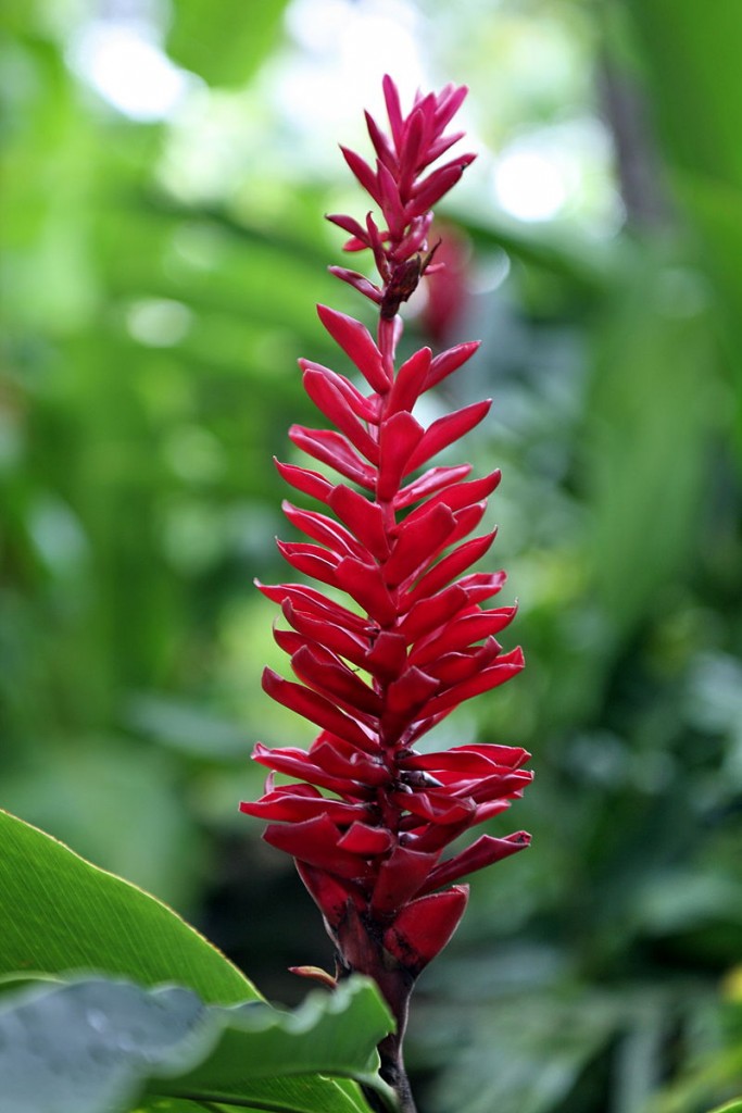 Alpinia_puerpurata-Red_Ginger